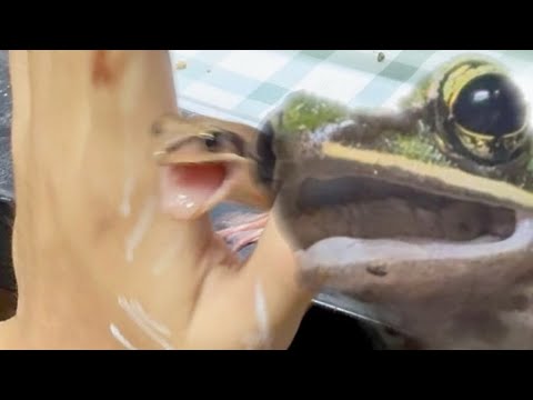 I want to film an aesthetic frog video…! [Ornate Horned Frog]