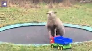 Woolly jumper: the sheep bounces around on trampoline