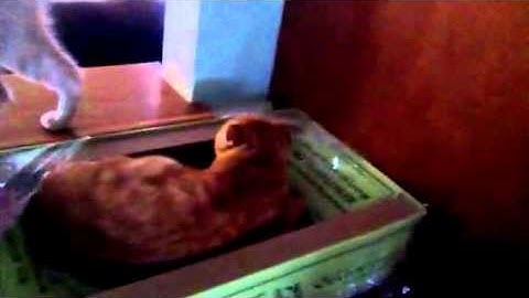 Kittens open scratch lounge