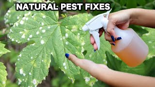 Stop Wasting Money on Chemicals! 6 Natural Pest Control Wonders for Your Garden