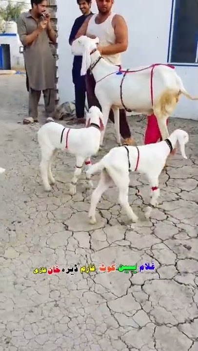 1 bakri aur 4 bacay  |Yaseen Goat Farm |Rajanpuri bakri