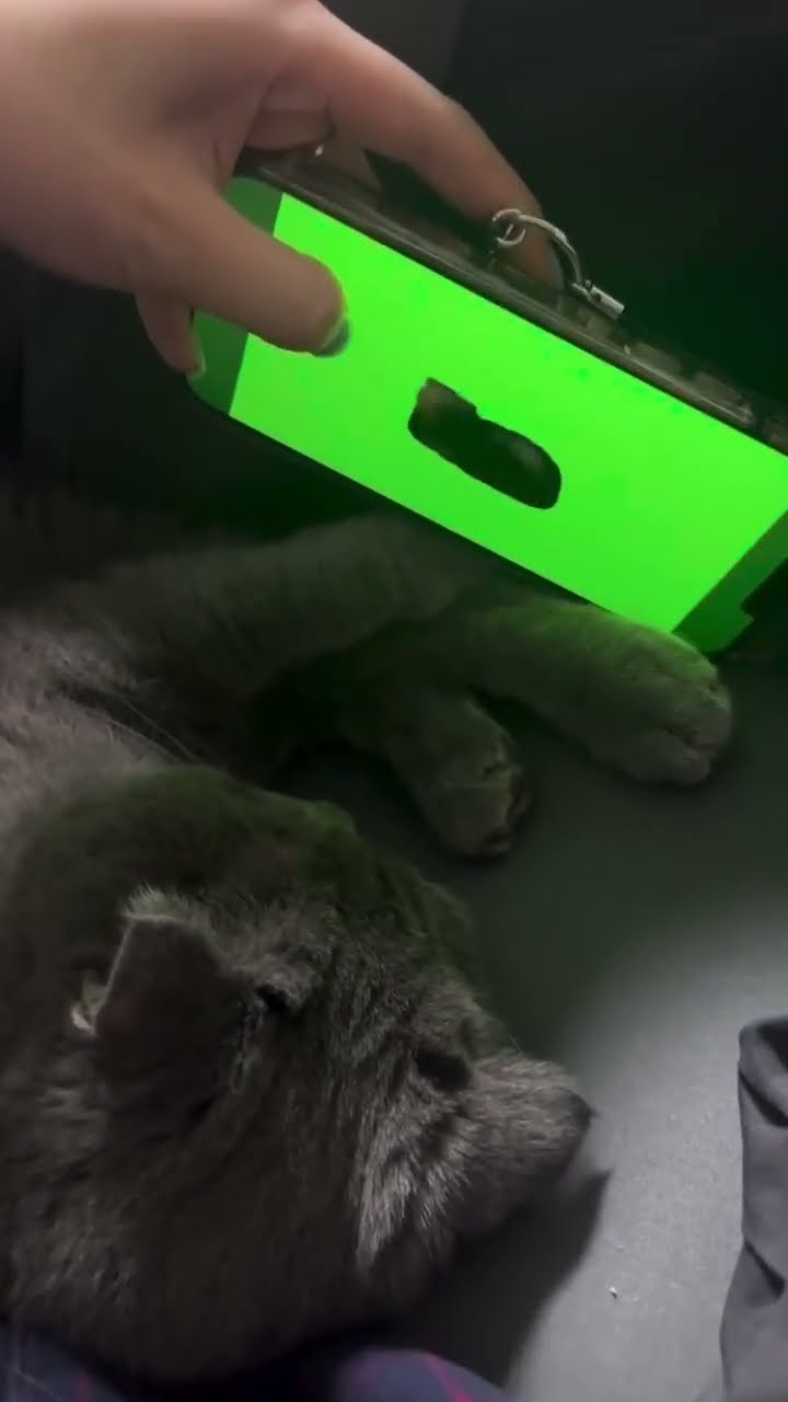 TOP DES VIDÉOS TRÈS