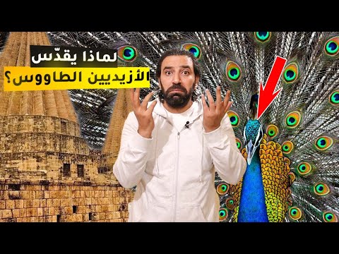 لماذا يقدس الأيزيديين الطاووس وهل يعبدون الشيطان