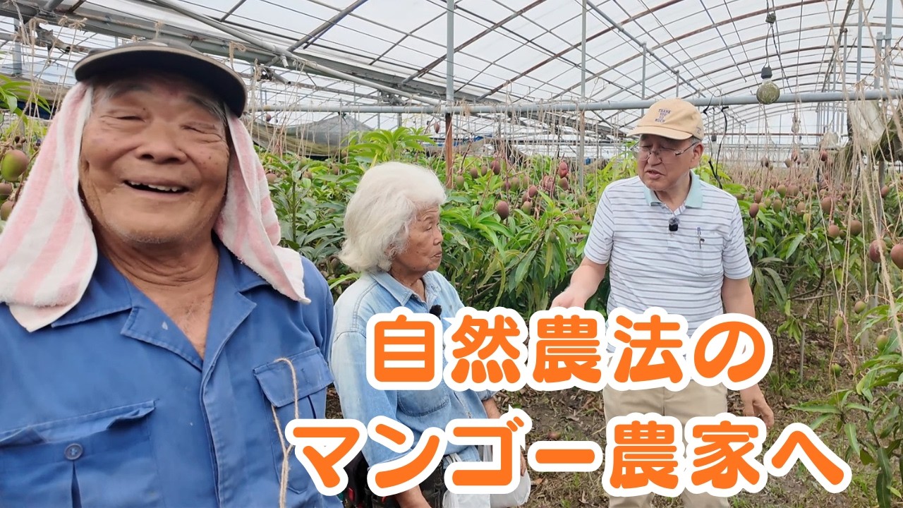 無農薬　果樹ペリカンマンゴー1.8メートル ５年生自宅に取りに来ていただける方 絶対に農薬は使わない｜30年続ける自然農法マンゴー農家 - YouTube