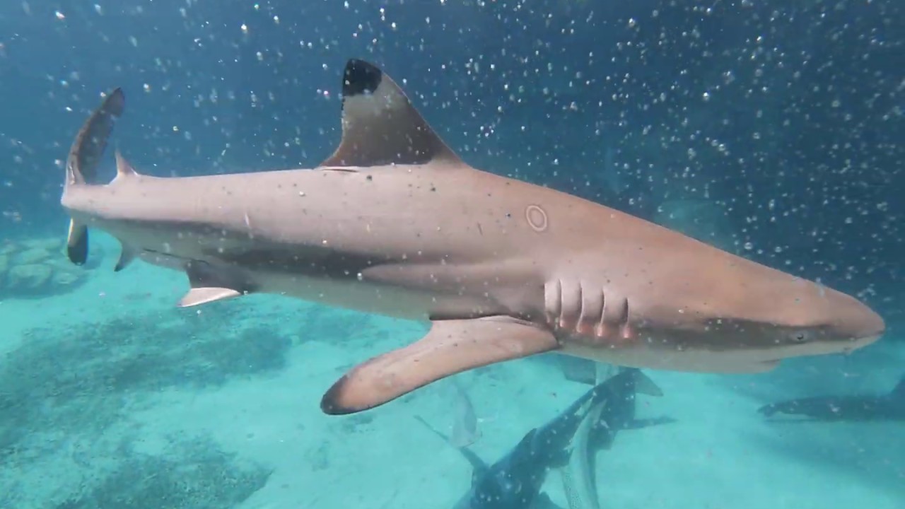 Sharks at Discovery Cove YouTube