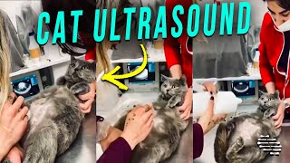 Cat Getting Some Ultrasound Scan at a Vet Clinic to Check Up on the Babies