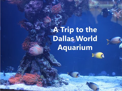 Dallass Aquarium