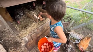 Chicken coop tour and egg picking!