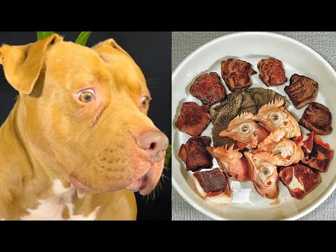 【閲覧注意ASMR】初めてのお肉を豪快に食べるピットブルの咀嚼音がクセになる