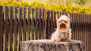 Tips for Managing Yorkshire Terrier Shedding and Coat Care