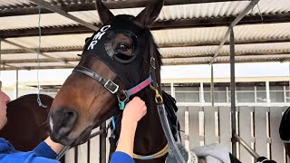 Behind the Scenes at the Trials | A Morning with Our Racehorses