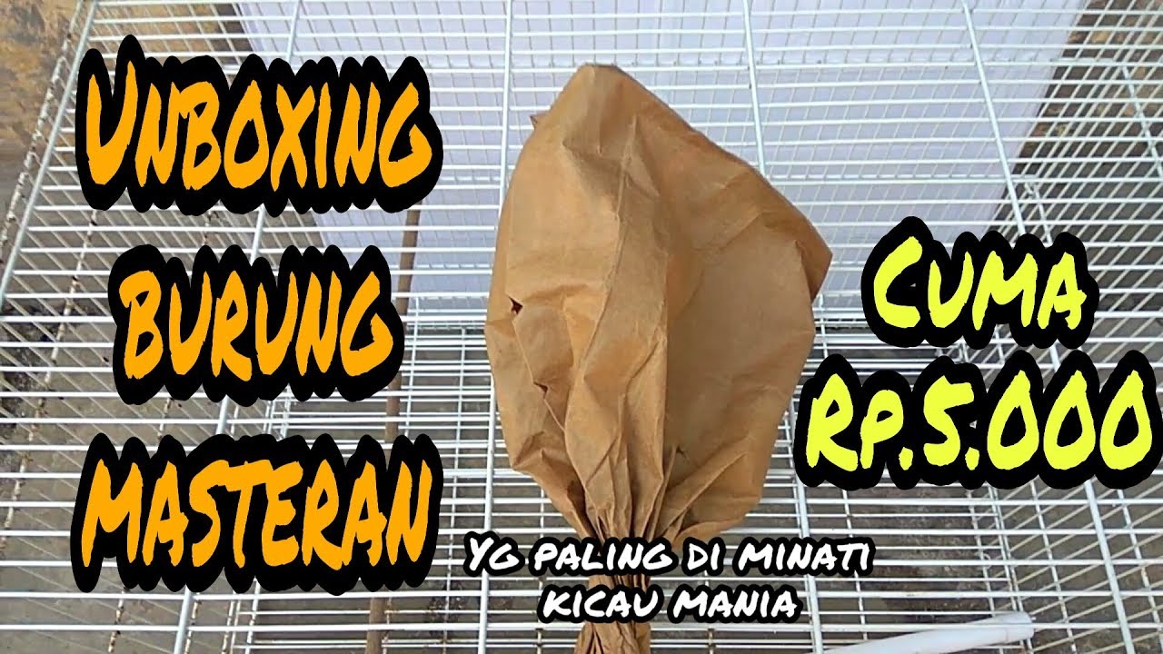 Unboxing Burung Masteran KICAU MANIA Murah Meriah Suara Wah 