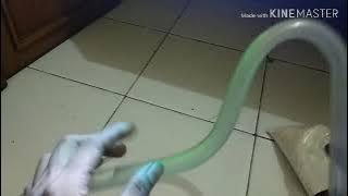 Diy lily pipe coooiii