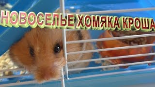 Новоселье хомяка Кроша / Хомка потолстела, к чему бы это? Новоселье хомяка Кроша / Хомка потолстела, к чему бы это?