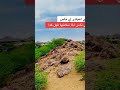 دار الهرديمي ام بادر الليله والليله دار ام بادر ي حليلها