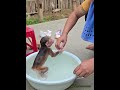 Too sweet! Little Monkey Pomelo takes a bath obediently, the picture is super healing#cute Monkey