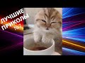 10 МИНУТ НОВЫХ ПРИКОЛОВ|ЛУЧШИЕ ПРИКОЛЫ|СМЕХ ДО СЛЕЗ|РЖАКА|ТИК ТОК| ФЕВРАЛЬ 2021| #7