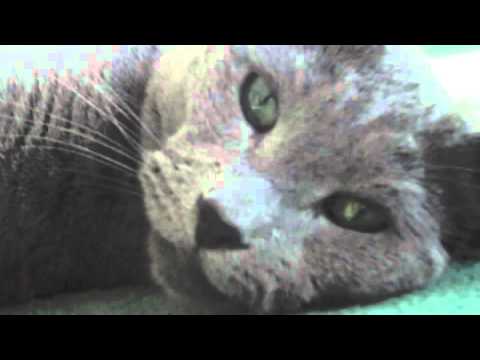 camera iphone 8 plus apk Elliot Smith Sad Cat