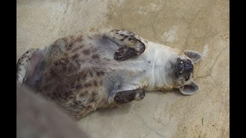 RPG26 vs LAV6 2: Bigger Longer and More Memes