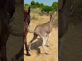 donkey's#gadha#animals #youtubeshorts