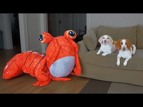 dogs-vs-giant-shrimp-prank!-funny-dogs-maymo-&-potpie