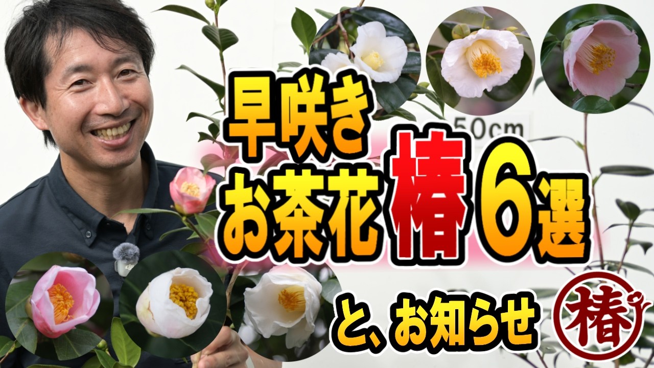 椿園オンラインショップ / 椿｜生花｜切り花・きりばな 3本セット