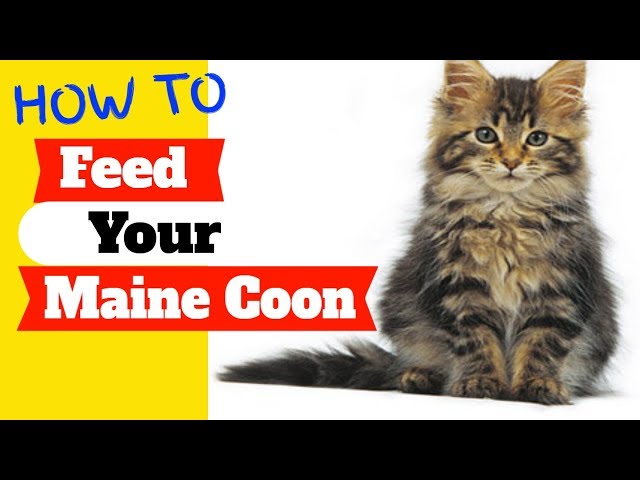 Things to Buy Before Getting a Maine Coon Kitten 