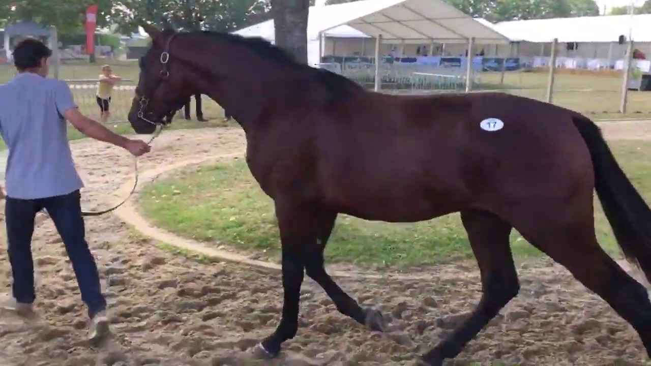 Présentation des yearlings Osarus Trot