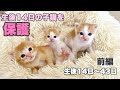 総集編【前編】生後14日の子猫3匹を保護　生後14日〜43日　【おこめ３兄妹】14-day-old kittens sheltered. 14 to 43 days old