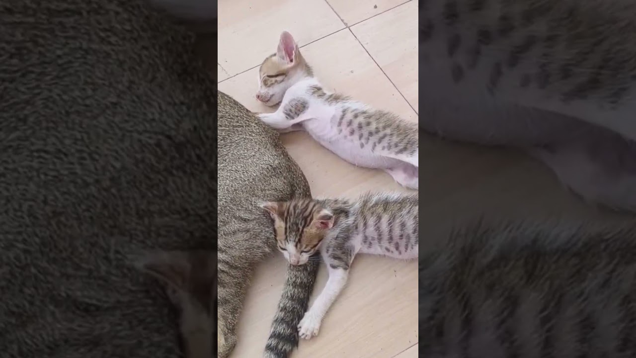 Bilu..#cutebaby #babycat #meaw #bilu