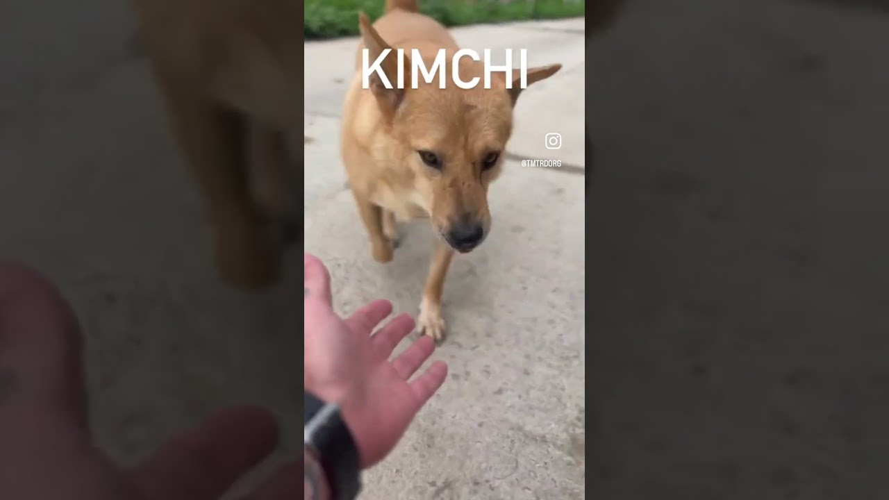 Kimchi, A TMTRD Legend!