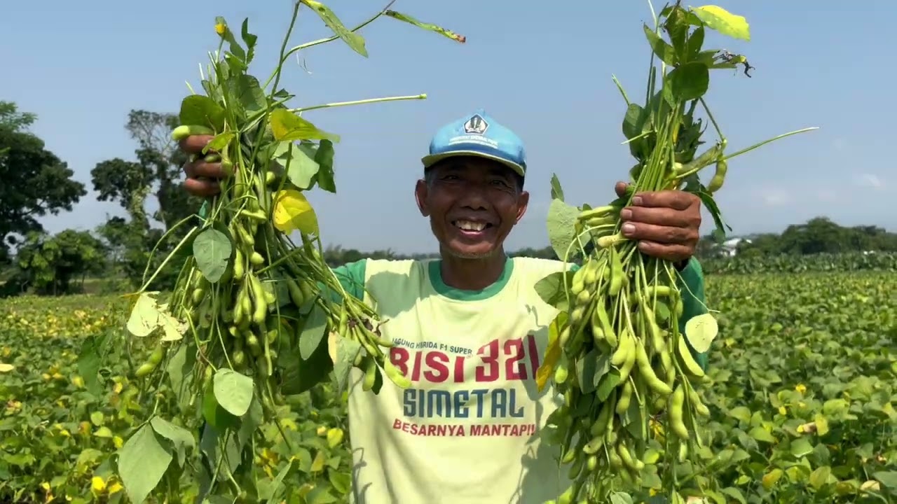 [BPP BANYUDONO] LOMBA VIDEO KOMODITAS | KOMODITAS UNGGULAN KECAMATAN BANYUDONO