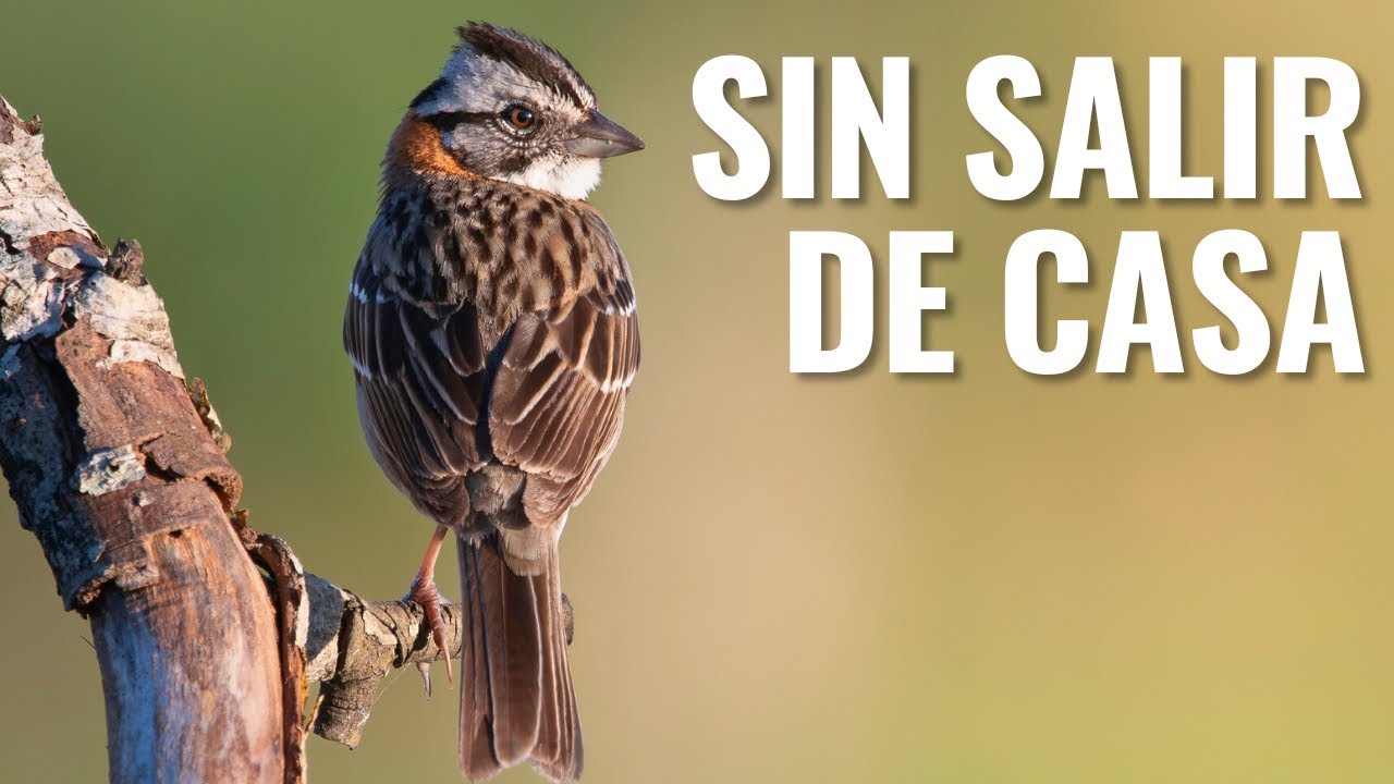 Las aves que visitan mi jardín en verano