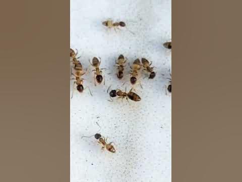 Inilah semut-semut kecil,berwarna kuning pucat 🤩#shorts#ants