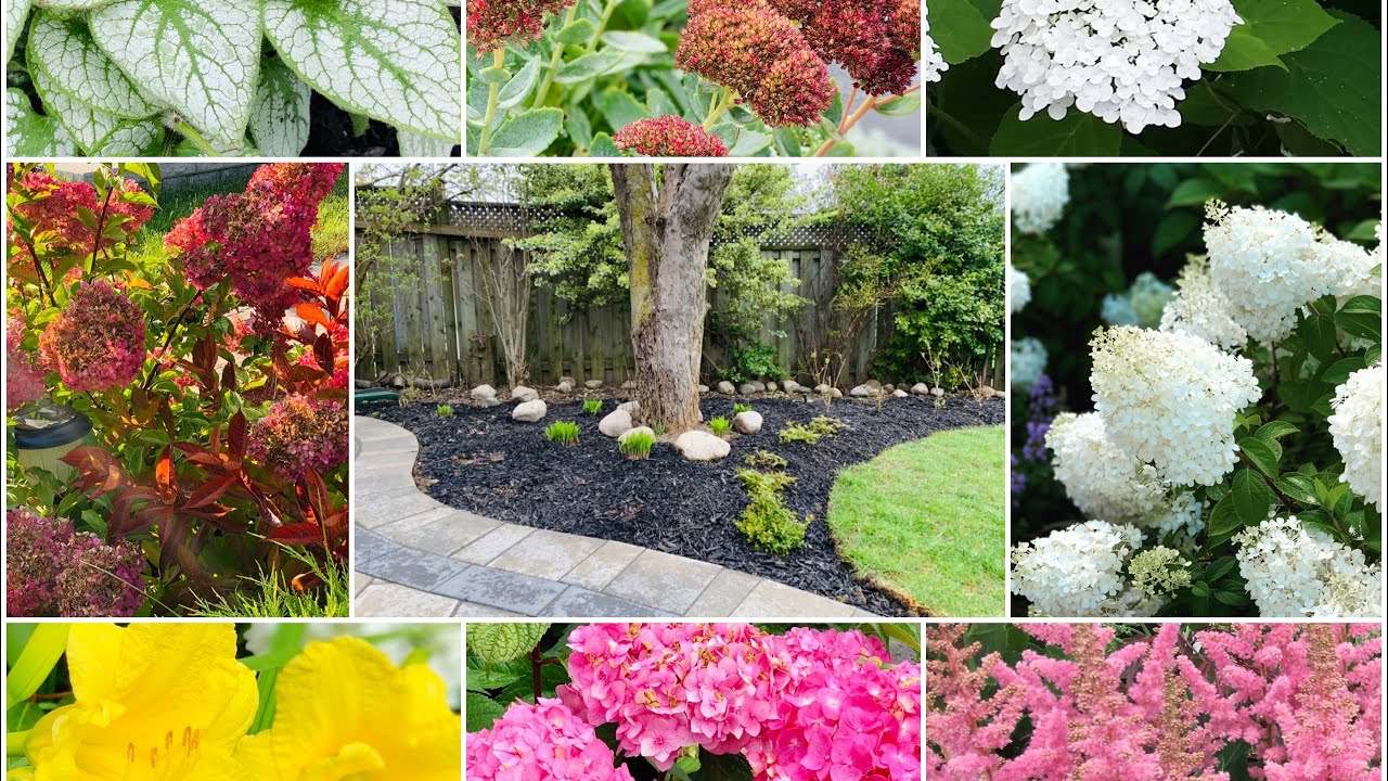 Tony’s Garden Makeover Part 2 of 3: Dividing Hydrangea & Perennial
