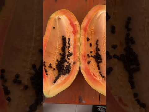 Video: ¿Las semillas de papaya tienen papaína?