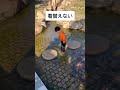 真冬に…#shorts #しょうやん男三兄弟
