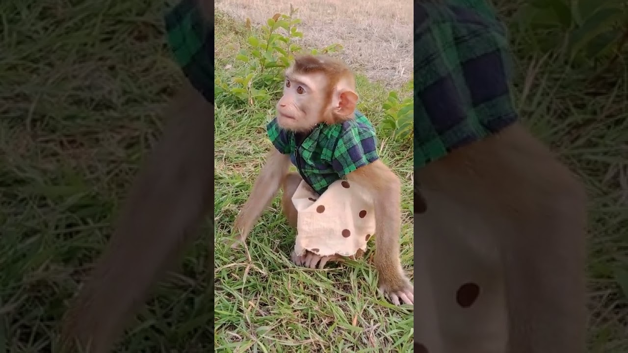 how cute baby monkey walk and sit on grass