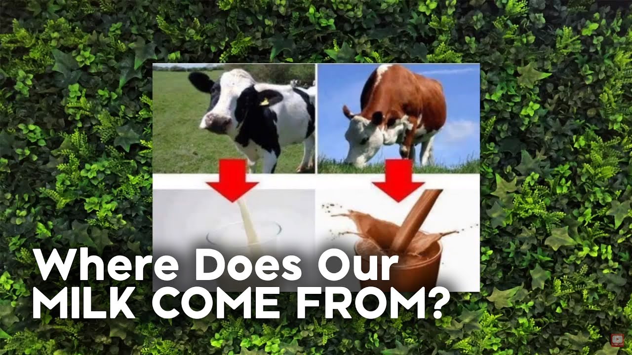 Where Does Chocolate Milk Come From YouTube