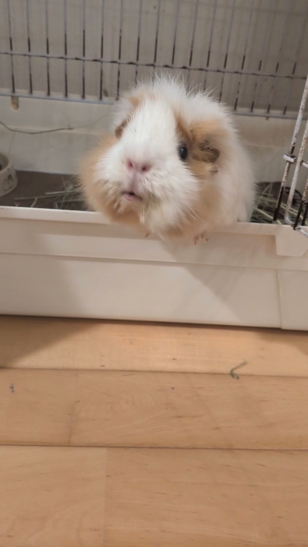 My guinea pig just drinks green juice, but somehow he's a great