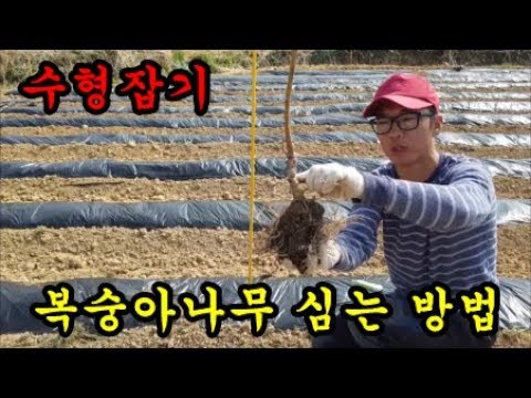 복숭아농사 복숭아묘목을 심으면서 나무심는 방법에 대해서 이야기 해보아았습니다 Seedling Planting