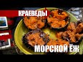 МОРСКОЙ ЕЖ: Собираем и едим! Краеведы в Холмском районе.