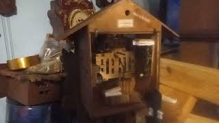 My Cuckoo Plays To Fast What Do I Do? 20220104 201634