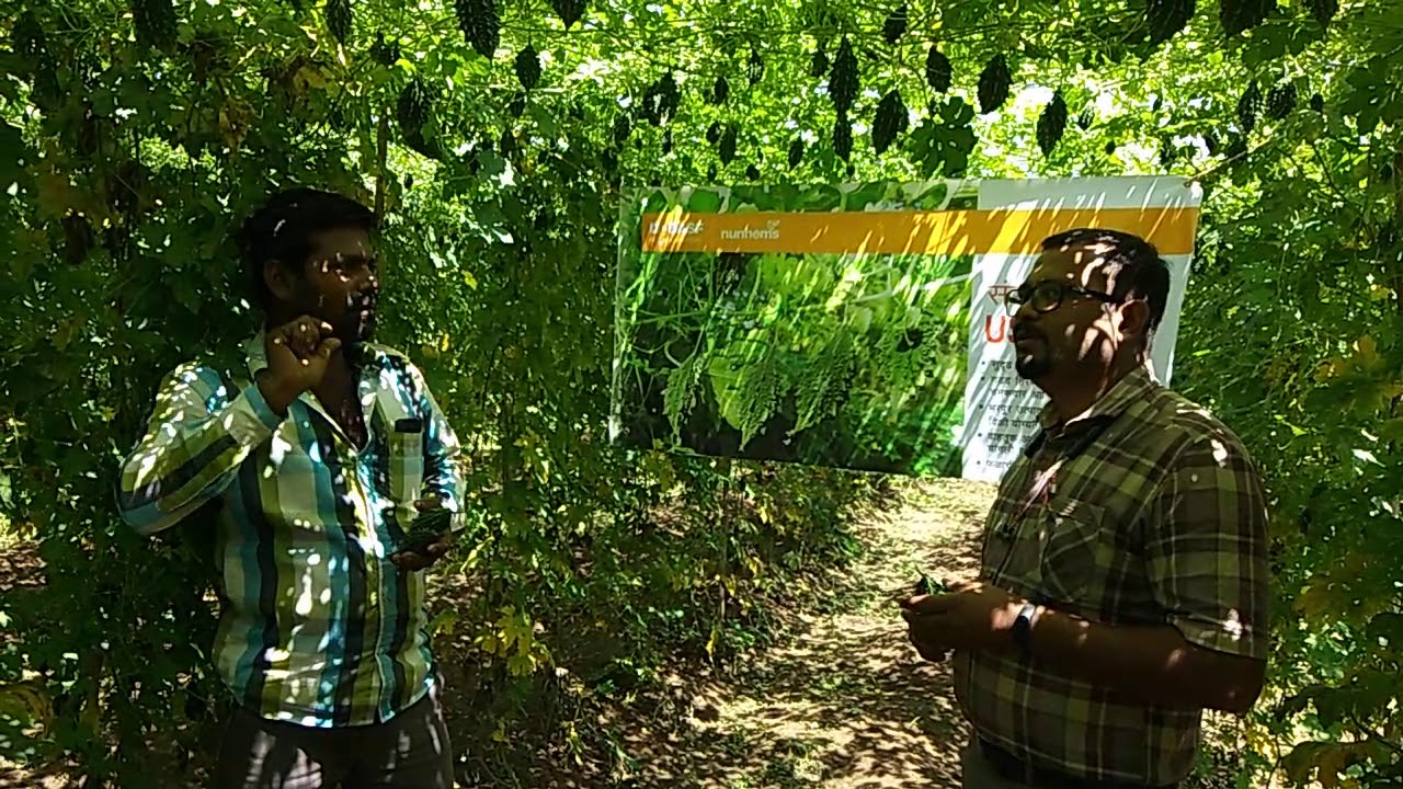 US 1315 करेले की खेती की जाणकारी पालघर के किसान भाई का अनुभव