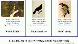 El Pájaro, Orden Periformes, Familia Malaconotidae Bubú Gladiador Cubla Major Los Del Bird Dan