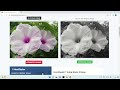 Convert color photo to black and white image Free Online Tool - imageonline.co