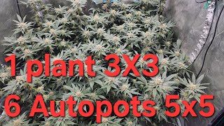 6 autopots in 5x5. 3x3 with 1 plant. HLG 350R