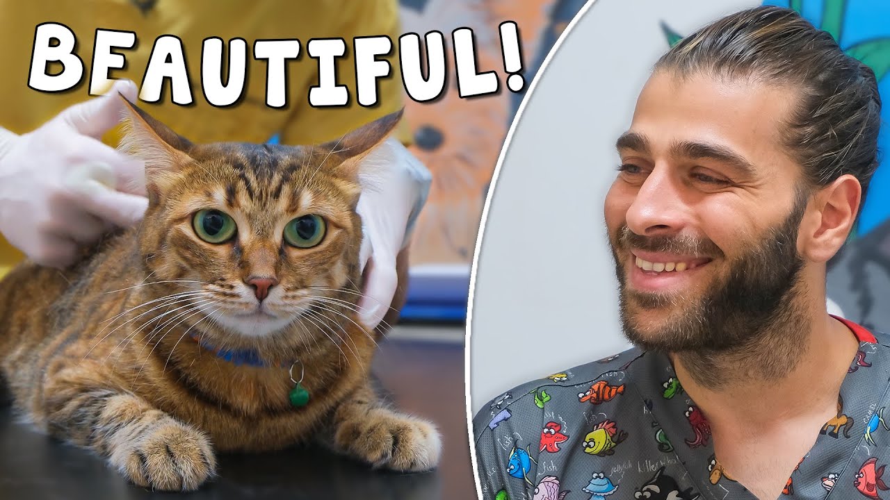 Вакцинация великолепной трехцветной кошки! (Посмотрите на эту красоту!)