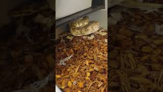 pastel enchi butter leopard het clown female #ballpython