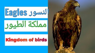 أقوى وأخطر هجمات النسور / The most powerful and dangerous attacks of eagles